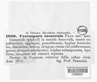Rosisphaerella rosicola image
